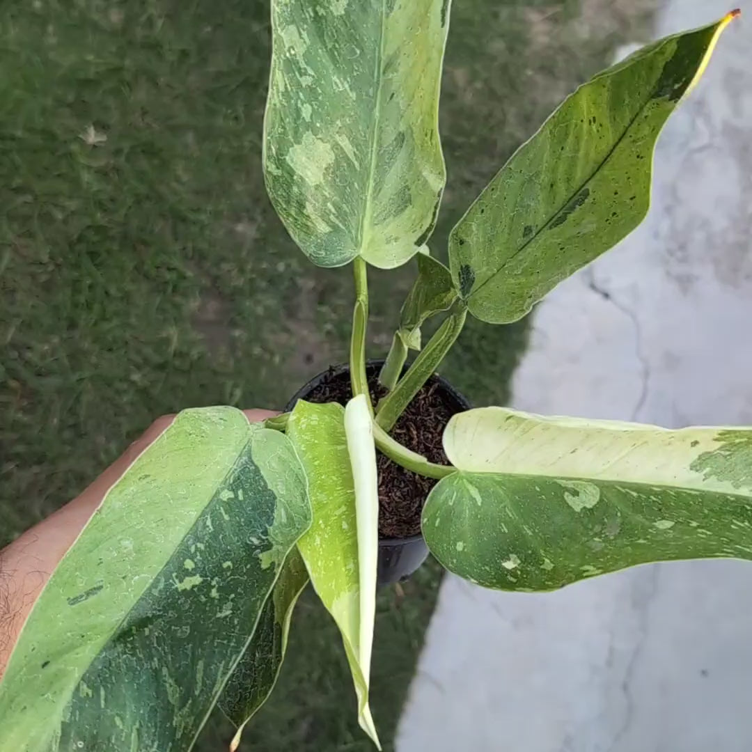 Philodendron Jose Buono
