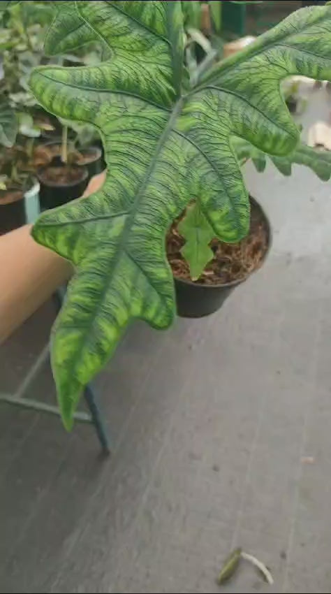 Alocasia Jacklyn