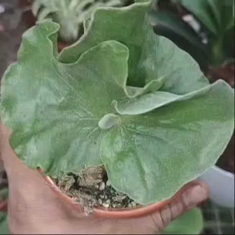 Platycerium Elephantotis