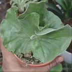 Platycerium Elephantotis