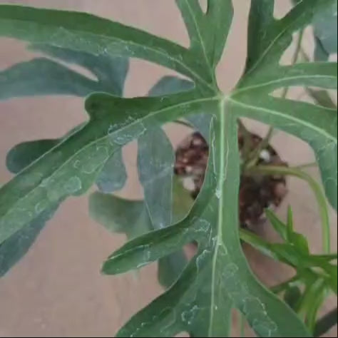 Anthurium Podophyllum