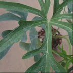 Anthurium Podophyllum