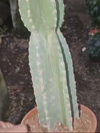 Mexican Fencepost Cactus (Pachycereus Marginatus)