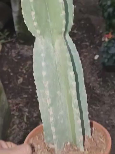 Mexican Fencepost Cactus (Pachycereus Marginatus)