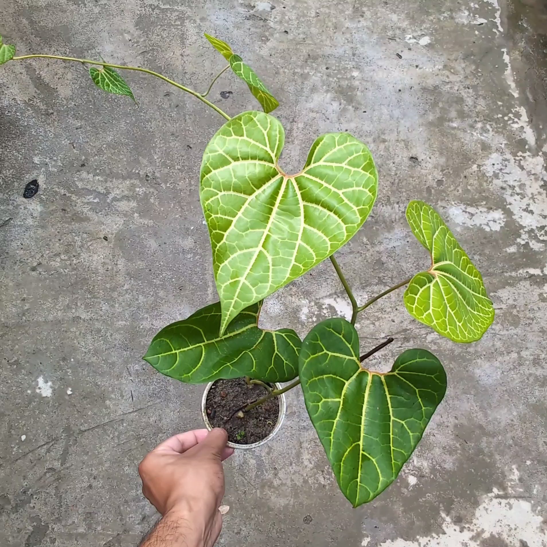 Aristolochia Leuconeura