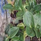 Medinilla Magnifica