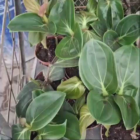 Medinilla Magnifica