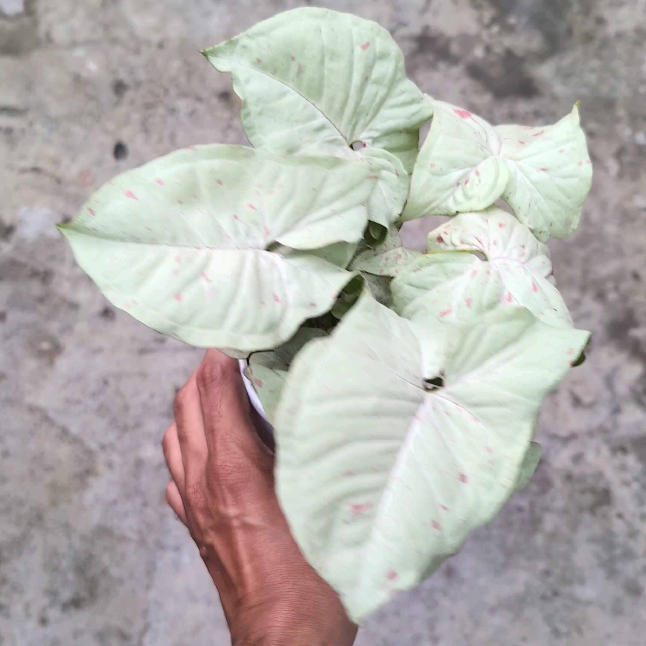 Syngonium 'Milk Confetti'
