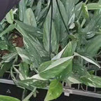 Monstera Standleyana Albo Variegata
