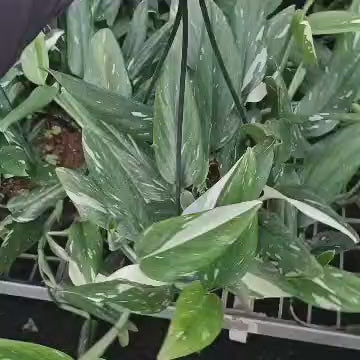 Monstera Standleyana Albo Variegata