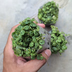 Strings of Turtles (Peperomia Prostrata)