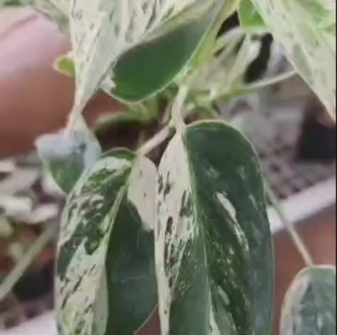 Philodendron Emerald Queen Variegated