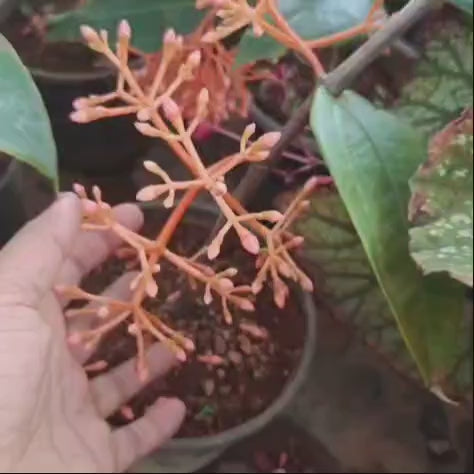 Medinilla Scortechinii (Orange Coral Medinilla)