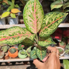 Aglaonema '10 Carat'