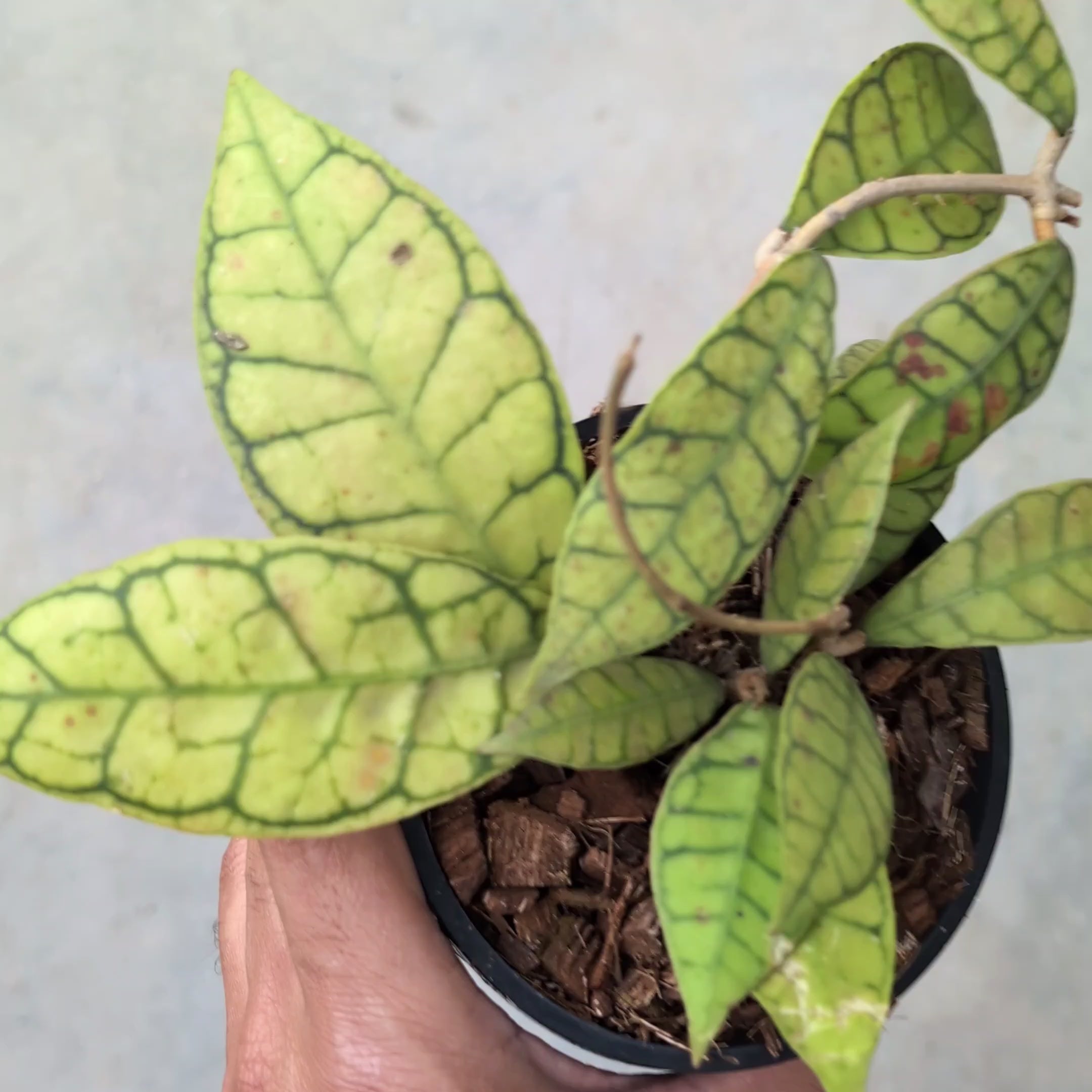 Hoya Callistophylla