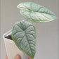 Alocasia Melo - Exquisite jewel-like Alocasia plant, from Soiled