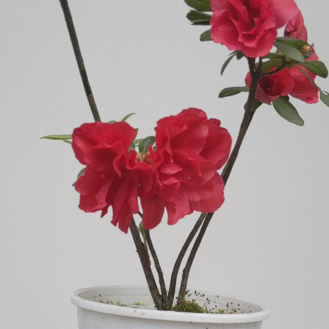 Azalea Red Ruffle Belgian (Rhododendron) - Soiled