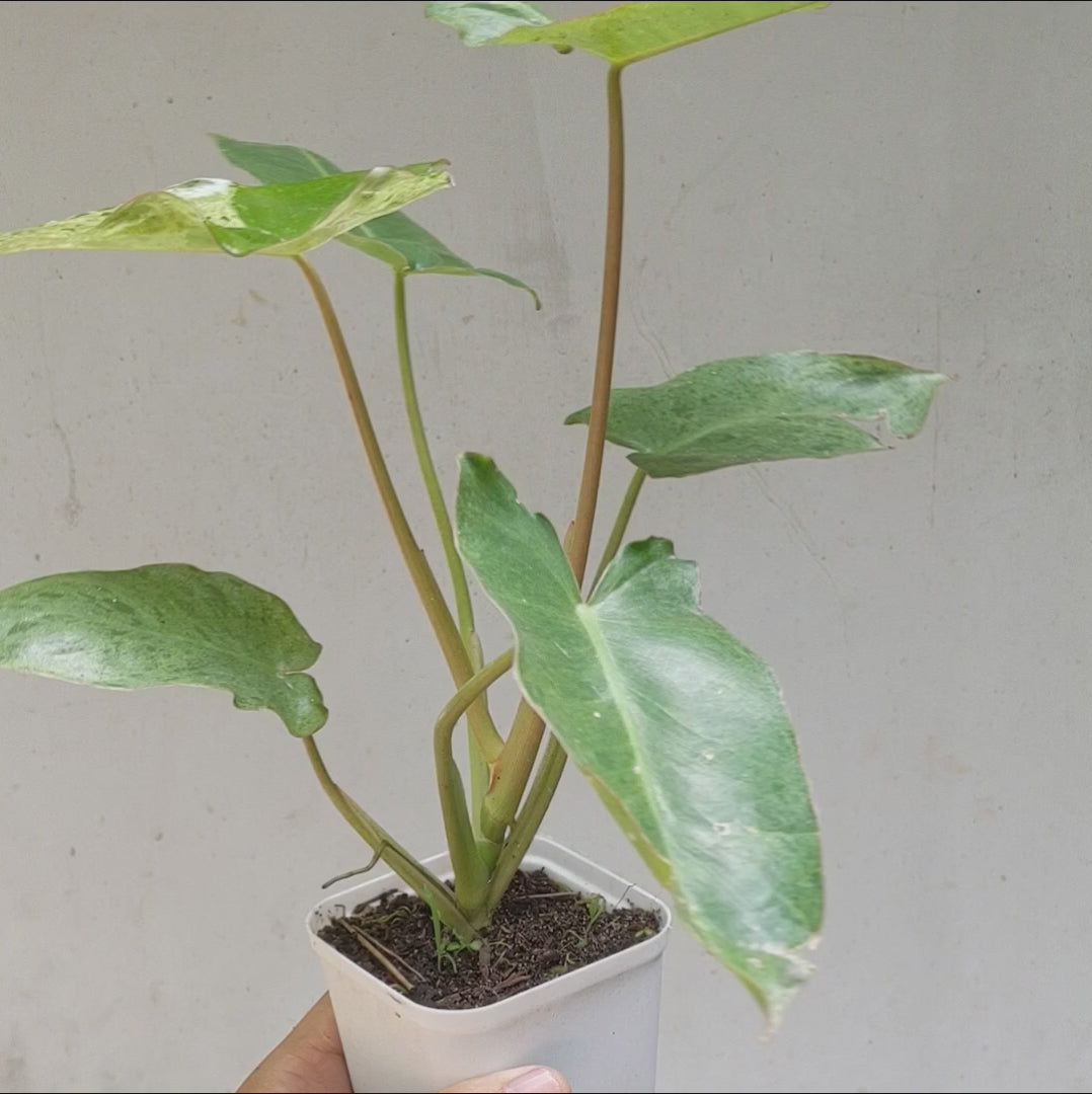 Philodendron Paraiso Verde - Soiled