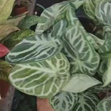 Anthurium Dorayaki 'Silver Blush'