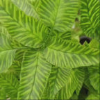 Golden Zebra Fern