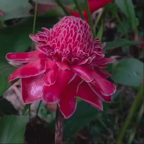 Torch Ginger (Etlingera Elatior) -Red
