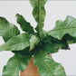 Crocodile Fern (Microsorum musifolium)