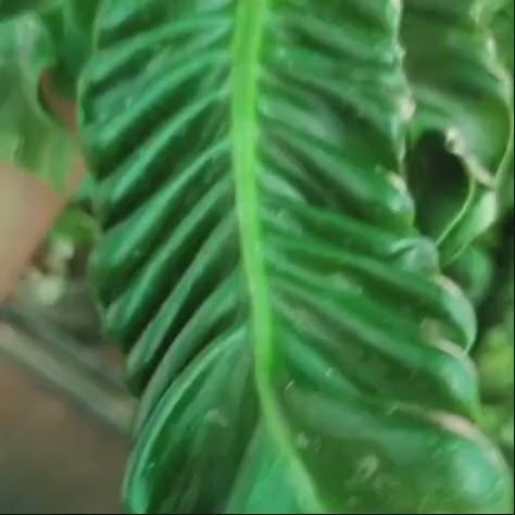 Cobra Fern – Large Size