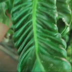 Cobra Fern – Large Size
