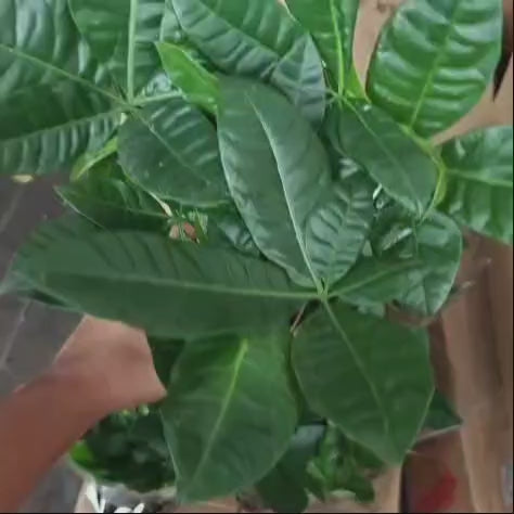 Braided Pachira Aquatica (Money Tree)