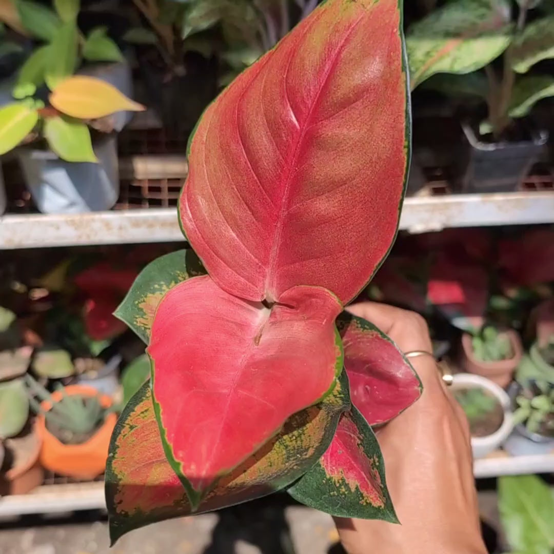Aglaonema 'Suksom Jaipong' – Soiled