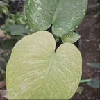 Monstera Deliciosa White Monster