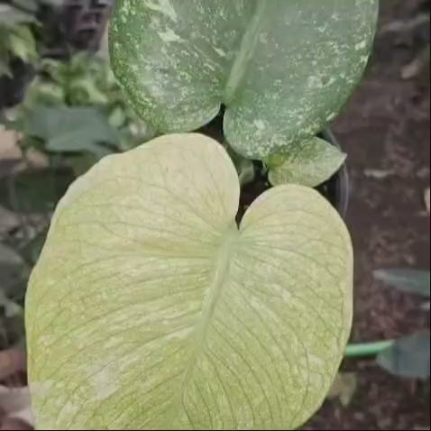 Monstera Deliciosa White Monster