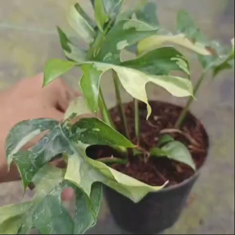 Rhaphidophora Tetrasperma Variegated