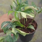 Rhaphidophora Tetrasperma Variegated