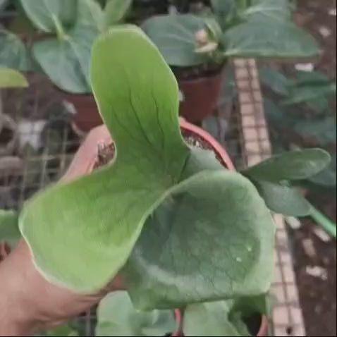 Platycerium Wandae