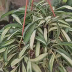 Hoya Kentiana Variegated plant video