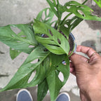 Monstera Adansonii 'Laniata' Green