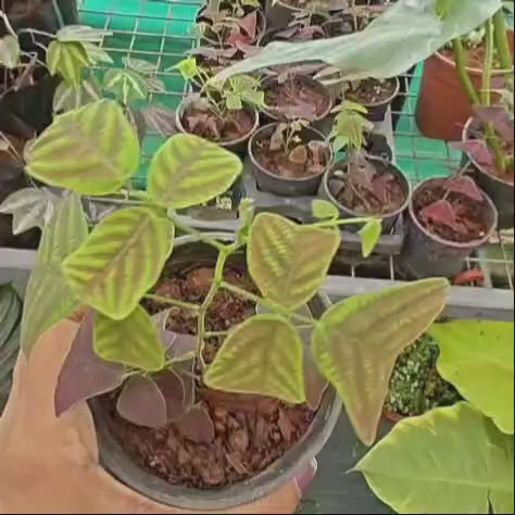 Christia Obcordata (Swallowtail Plant)