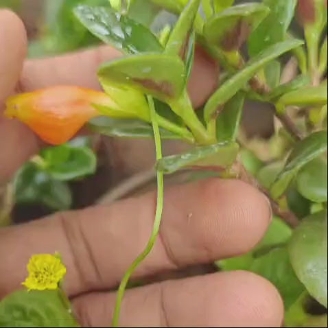 Goldfish Plant (Nematanthus Gregarius)