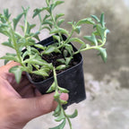 String of Dolphins (Senecio Peregrinus)