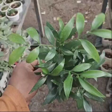 Asian Bayberry (Nageia Nagi)