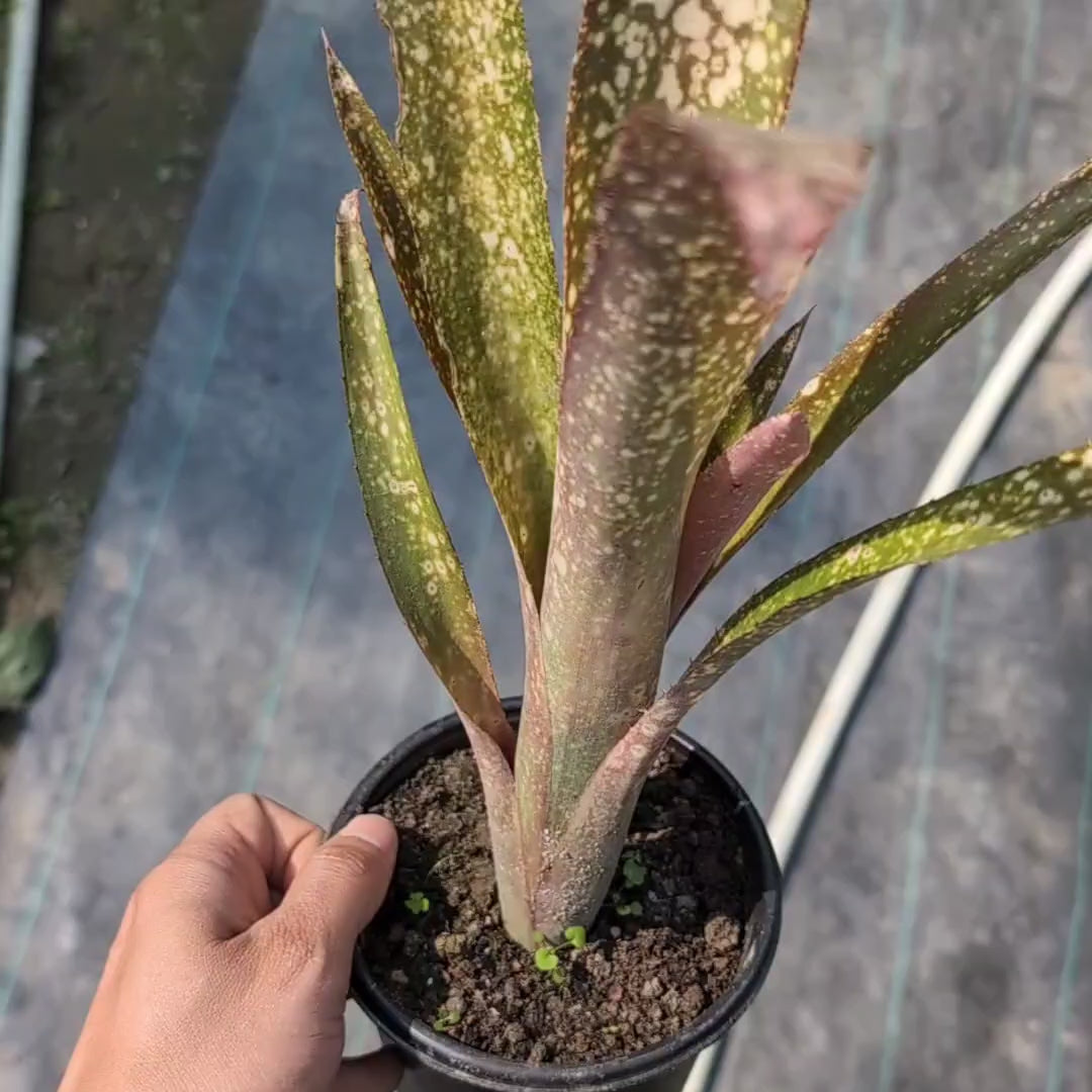 Billbergia 'Hallelujah' | Rare Bromeliad – Soiled