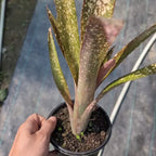 Billbergia 'Hallelujah'