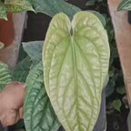 Anthurium Luxurian Hybrid
