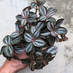 Pilea Bronze (Pilea Spruceana) Video