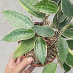 Hoya Macrophylla 'Albomarginata' - Soiled