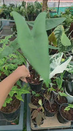 Alocasia Zebrina 'Black Stem'