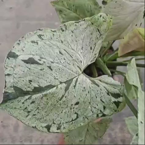 Syngonium Green Splash