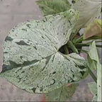 Syngonium Green Splash