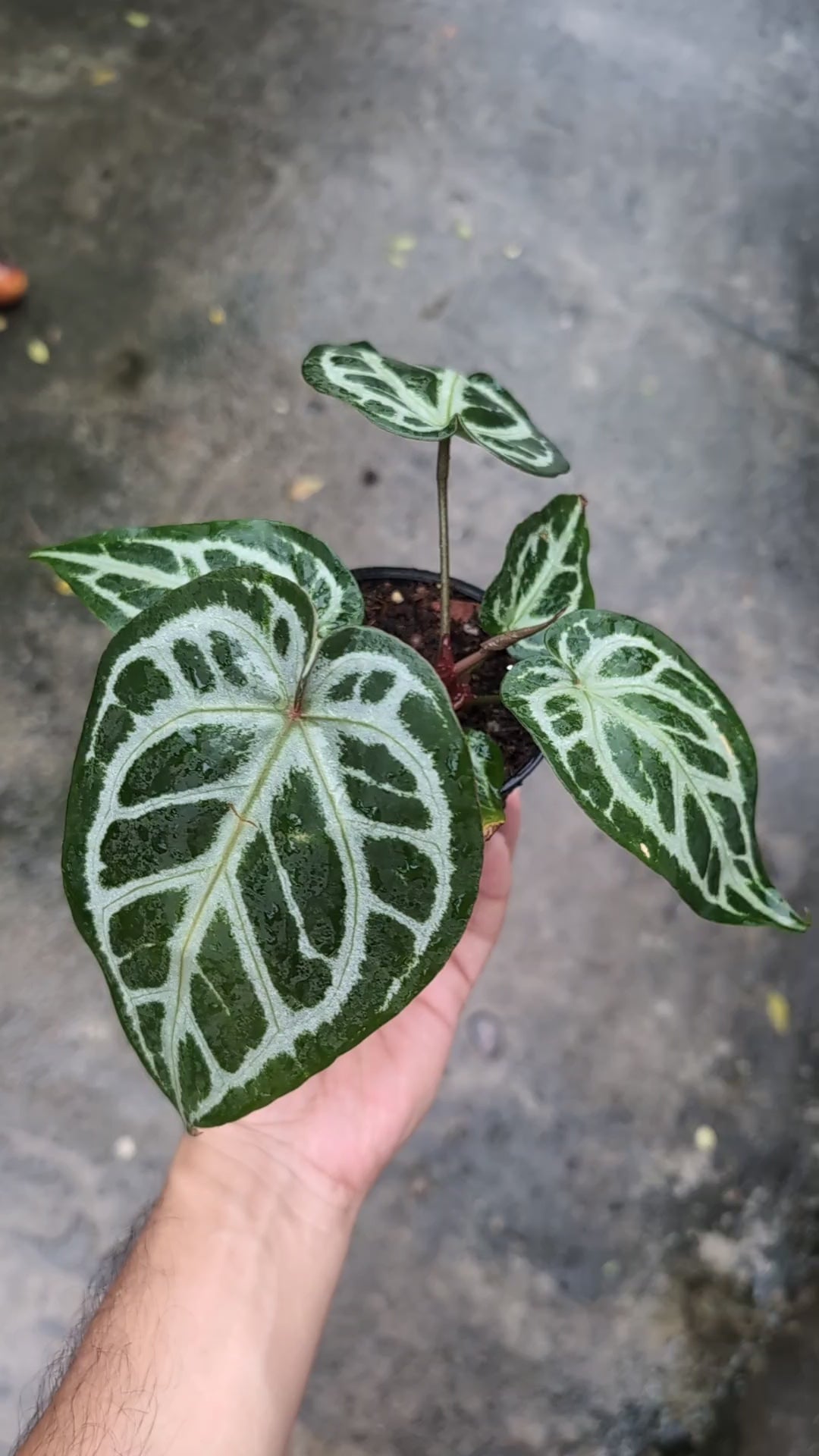 Anthurium Doc Block F2 x Silver Blush